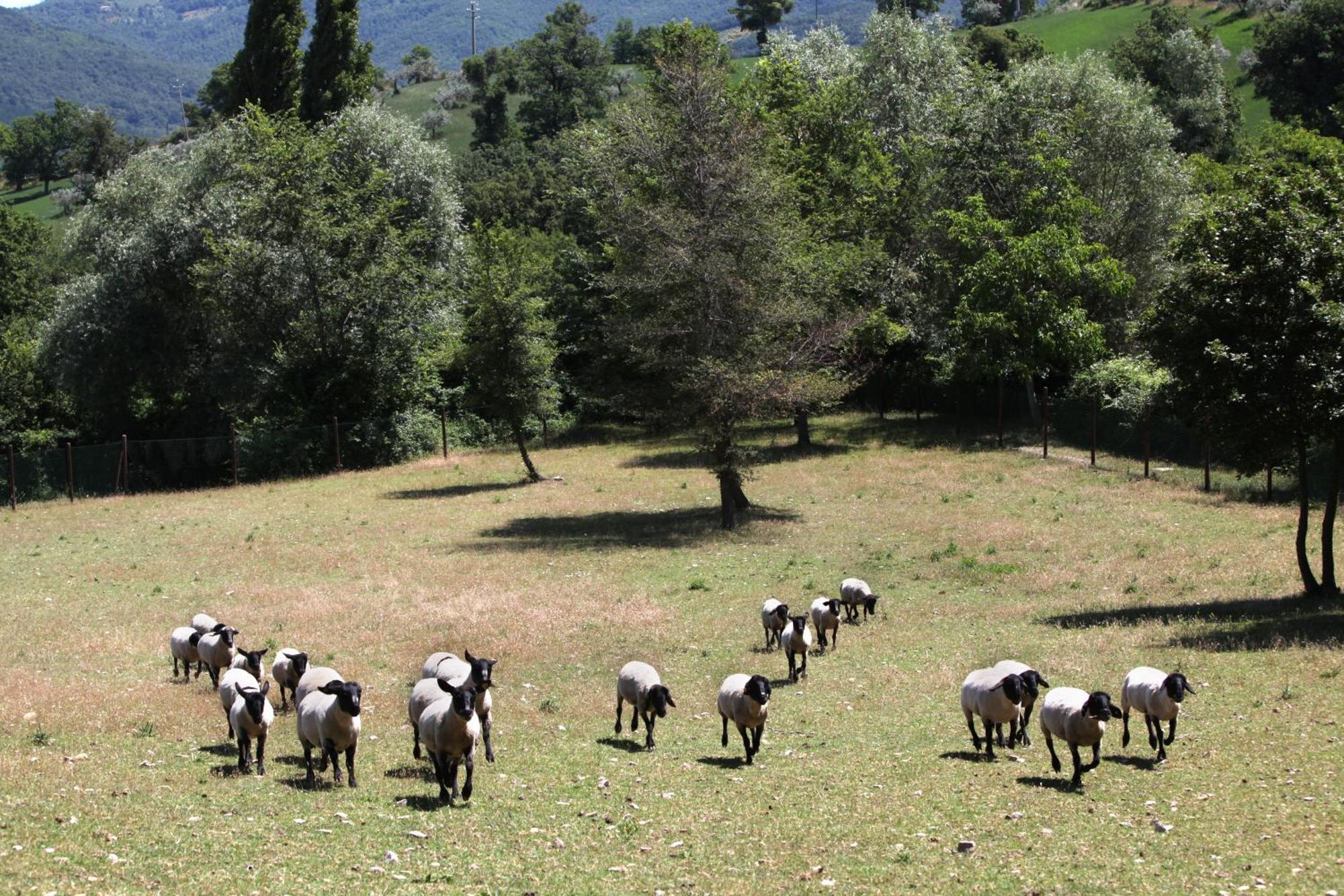 Agriturismo Il Castello Assisi Buitenkant foto